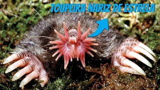 Conheça A Toupeira Nariz De Estrela [upl. by Asiole]