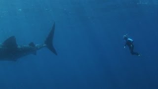 Ningaloo Reef Whale Sharks Exmouth Western Australia [upl. by Tav839]