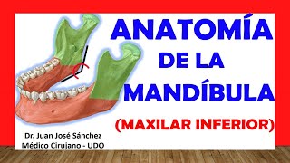 🥇 MANDÍBULA  MAXILAR INFERIOR Anatomia Fácil Rápida y Sencilla [upl. by Naleek]