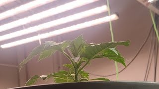 Seguimiento sala de cultivo con Buenchurro  Aplicación de Mamboreta Aba y respondiendo preguntas [upl. by Ahsrop]