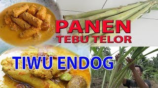 PANEN TELOR TEBU  TIWU ENDOG CEUK KURING MAH [upl. by Augustus]