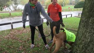 Running with a rescue dog at a Parkrun [upl. by Rawden]