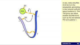 Disulfide exchange [upl. by Aicssej]