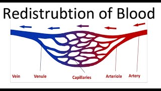 OCR A Level PE  Redistribution of Blood [upl. by Anha]