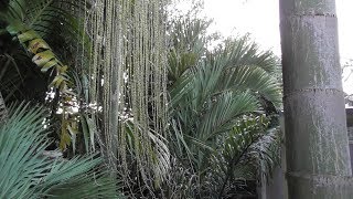 Dypsis decipiens update 2017 [upl. by Ymmas932]