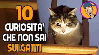 10 COSE CHE DEVI SAPERE SUI GATTI [upl. by Yamauchi457]