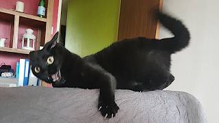 Funny Cats Videos 2024 😸 Funny Cat Videos − Funny Cats [upl. by Cirdec984]