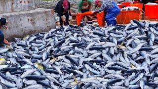 Amazing Seafood Fish Catching Seafood Cooking SkillsFish Market驚人的海味！5種魚的捕捉 魚的料理技巧海鮮市場 [upl. by Ful]