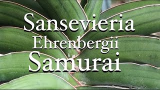 🌴 Sansevieria Ehrenbergii Samurai  Succulent Plant Care  How to grow  Tropical  Snake Plant [upl. by Heinrick]