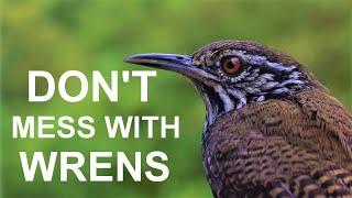 Wrens are the best parents Facts about these birds nests [upl. by Eidnarb]