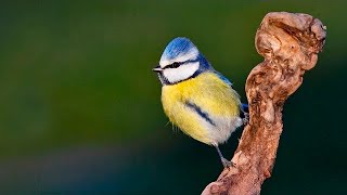 ✅ Como hacer un COMEDERO para PÁJAROS 📷 Curso fotografía de aves 610 [upl. by Vevine]