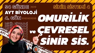 4 Omurilik ve Çevresel Sinir Sistemi  11 Sınıf Biyoloji  2024 AYT Biyoloji Kampı 4 Gün [upl. by Attenrev793]