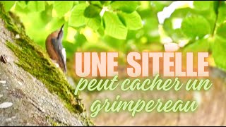 Une sitelle torchepot suivie dun grimpereau des arbres [upl. by Bluh]