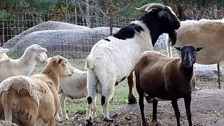 Boer Cross Goats [upl. by Ekard]