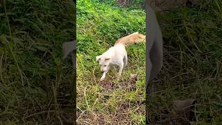 Dogs Catching Mouse [upl. by Hindu911]