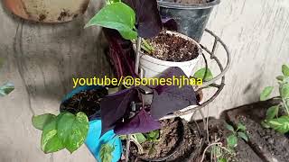 Ipomoea Black Heart आइपोमोआ ब्लैक हार्ट Black Heart IpomoeaPurple Heart Ipomoea [upl. by Eitteb]