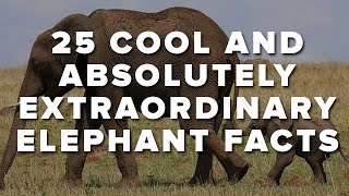 25 Cool And Absolutely Extraordinary Elephant Facts [upl. by Lucic476]