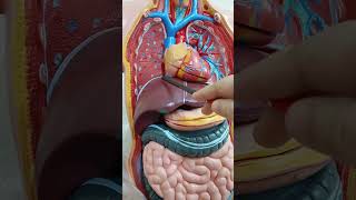 Base of the Lung Key Anatomical Relationships anatomy [upl. by Arehahs114]