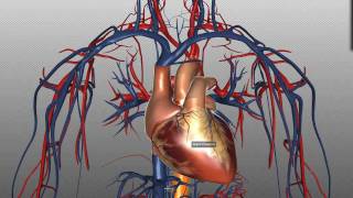 Heart Structure and Function Basics  Anatomy Tutorial [upl. by Eydnarb438]