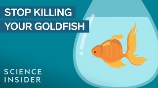 How To Keep Your Goldfish Alive For 15 Years [upl. by Nalrah]