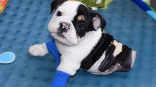 Rescued English Bulldog Born with Half a Body Will Melt Your Heart [upl. by Helbon]