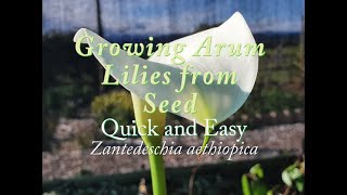 Germinating Arum Lilies from Seed Quick amp Easy Zantedeschia aethiopica [upl. by Tallie]