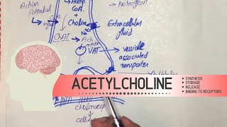 Acetylcholine  Synthesis Storage Release and binding to Receptors [upl. by Canning]