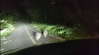 Unexpected encounter with two small hedgehogs on the road at night [upl. by Enelym]