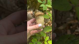 Boletus edulis 🤎 boletus boletusedulis mushroom grzyby fungi porcini pilze гриби boleto [upl. by Rafat911]