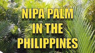 NIPA PALM IN THE PHILIPPINES [upl. by Abekam]