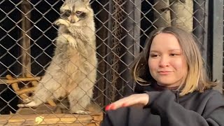 Woman Dances With Raccoon at the Zoo [upl. by Larrabee754]