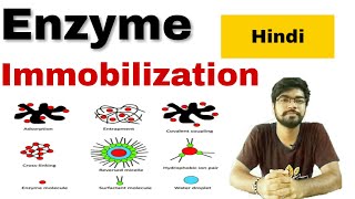 enzyme immobilization in hindi [upl. by Caty]