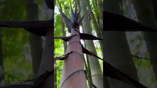 Dendrocalamus asper e o poderoso Eucalipto “limão”vivendo harmonicamente no Bambuplatz Garten RS🇧🇷 [upl. by Brewer19]