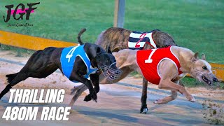 Irish Greyhound Racing 480m  Thrilling Dog Race Highlights [upl. by Aleunam]