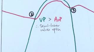 AS Biology  Cardiac cycle OCR A Chapter 85 [upl. by Hazlip403]