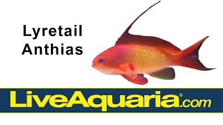 Lyretail Anthias Pseudanthias squamipinnis  LiveAquariacom [upl. by Asselem]