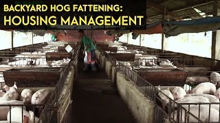 Backyard Hog Fattening Housing Management  Agribusiness BMEG Episode 5 [upl. by Eural387]