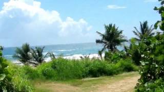 Royal Isabela Resort in Puerto Rico  The Walk Down to the Beach [upl. by Osmen42]