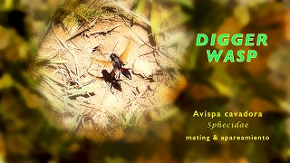 Digger Wasp mating • apareamiento avispa cavadora Engl Esp [upl. by Nohsyt]