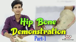 Hip bone anatomy in bangla  Parts features attachmentsrelations part1 [upl. by Ilbert126]