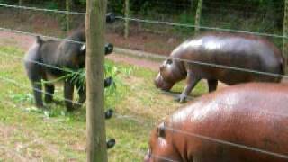 Whod win in a fight  mandrill or Pygmy hippo [upl. by Aihtyc818]