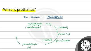 What is prothallus [upl. by Maclaine]