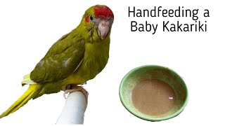 What I Hand Feed my Baby Kakariki and How I Hand Feed my Baby Bird [upl. by Roselba]