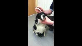 387 Vets  How to give a dog eye drops [upl. by Hpeosj588]