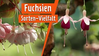 FuchsienPracht aus dem Harz  MDR Garten [upl. by Sum]