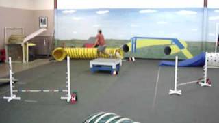 10 12 month old wire fox terrier doing agility [upl. by Laurence]