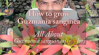 Guzmania sanguinea Bromeliad Growth Care amp Culture [upl. by Shaddock676]