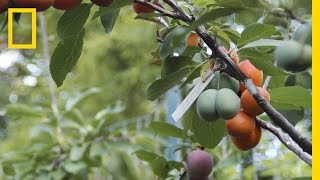 This Crazy Tree Grows 40 Kinds of Fruit  National Geographic [upl. by Aenit]