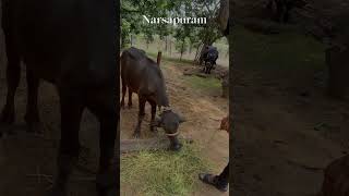 Godavari Nature godavari shortvideos viral rendingshorts Narsapuram [upl. by Colyer338]