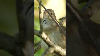 Nightingale Bird Singing and Chirping Beautiful Bird Sounds birds birdssounds birdssinging [upl. by Lebasile610]